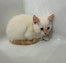 SIAMESE KITTENS!! - Photo 6