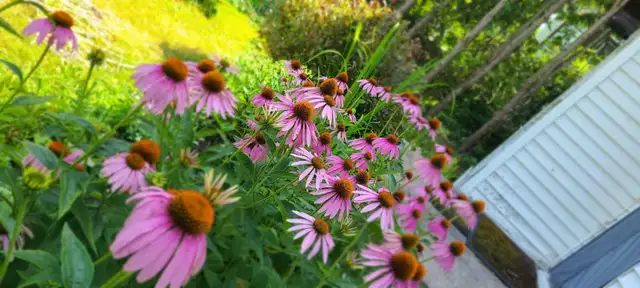 Private Gardener and Groundskeeper - Photo 3