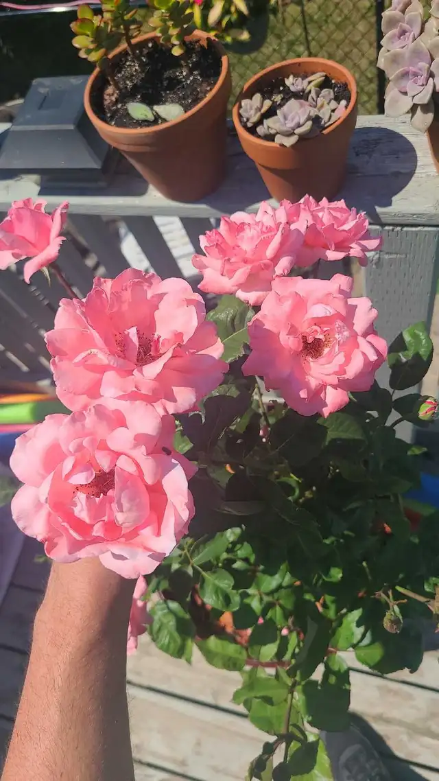 Private Gardener and Groundskeeper - Photo 8