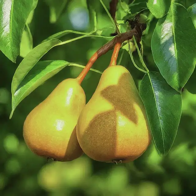 Fruit Trees - Coming this Friday. May 1rst - Photo 3