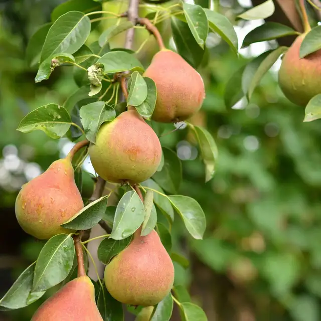 Fruit Trees - Coming this Friday. May 1rst - Photo 5