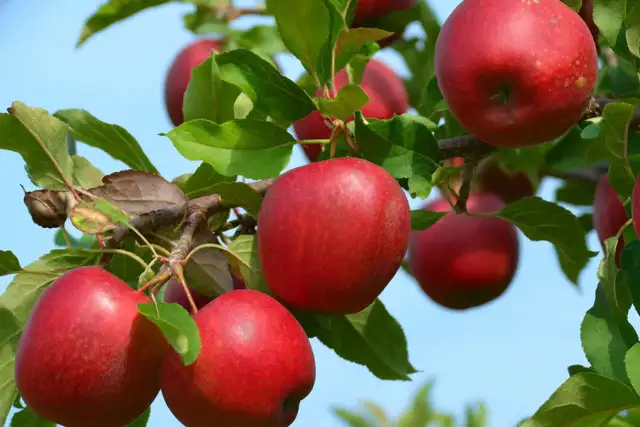 Fruit Trees - Coming this Friday. May 1rst - Photo 6