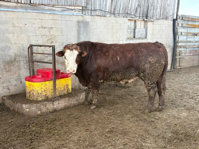 fleckvieh simmental bull