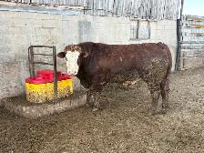 fleckvieh simmental bull