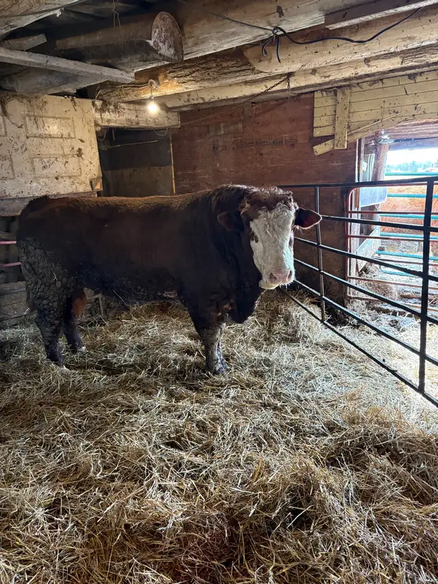 fleckvieh simmental bull - Photo 2