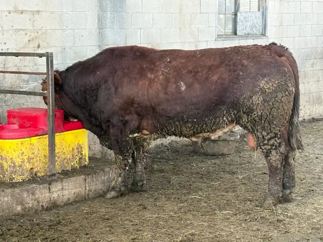 fleckvieh simmental bull - Photo 3