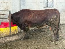 fleckvieh simmental bull - Photo 3