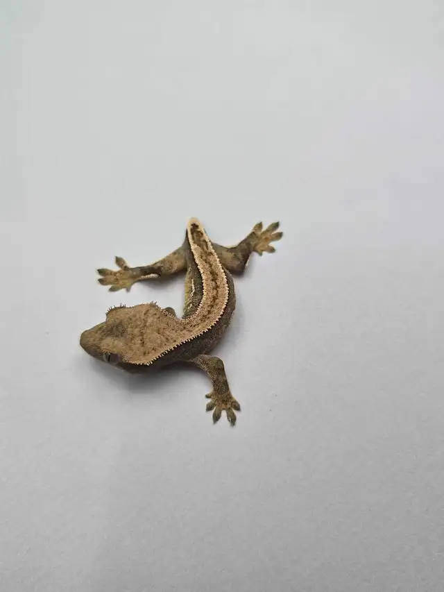 Harlequin Crested Gecko Babies – Healthy & Well Started