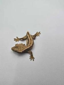 Harlequin Crested Gecko Babies – Healthy & Well Started