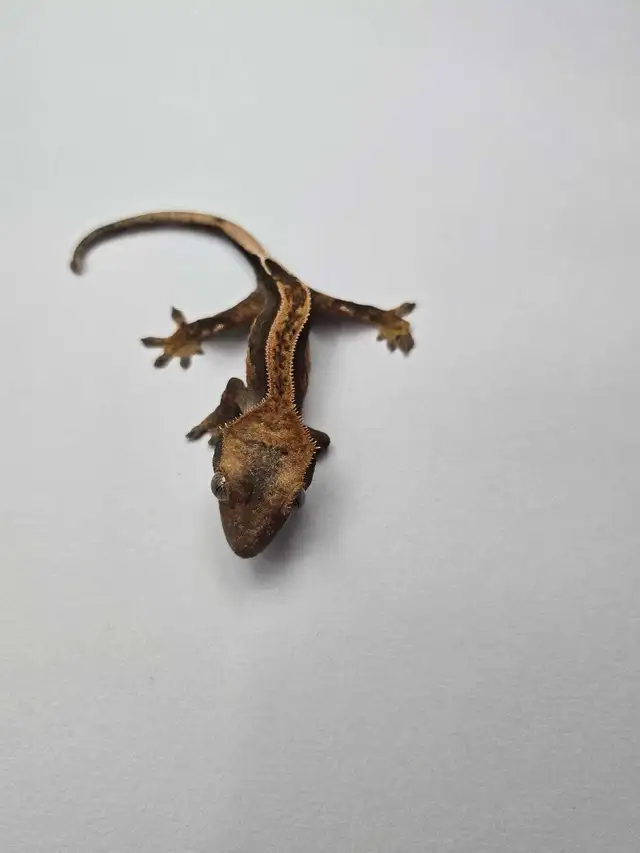 Harlequin Crested Gecko Babies – Healthy & Well Started - Photo 2