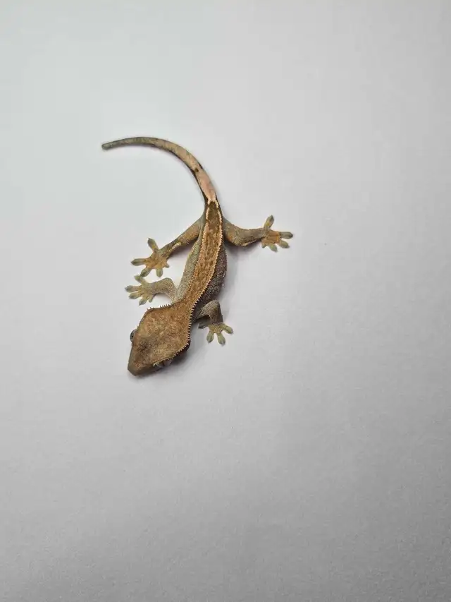 Harlequin Crested Gecko Babies – Healthy & Well Started - Photo 3