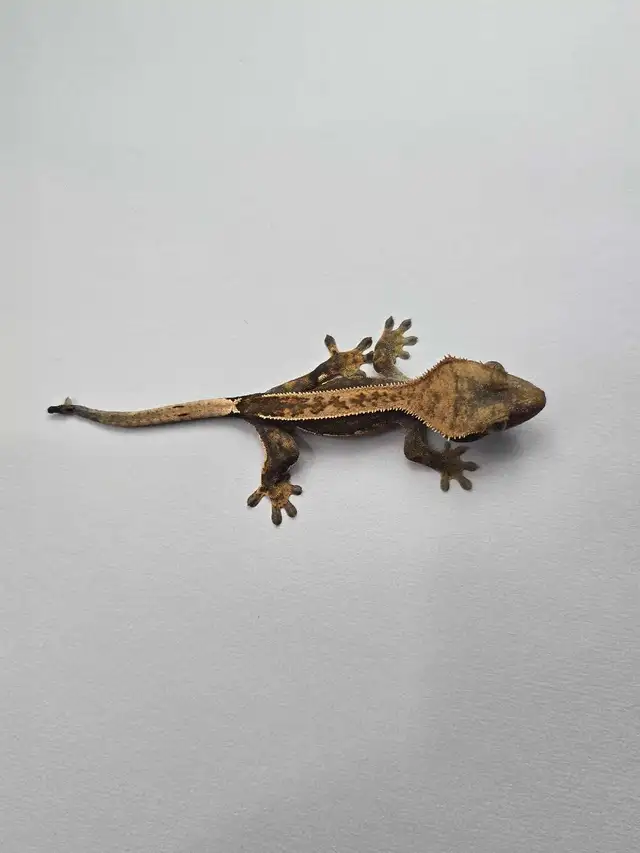 Harlequin Crested Gecko Babies – Healthy & Well Started - Photo 4