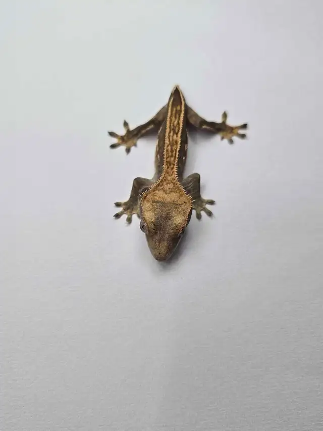 Harlequin Crested Gecko Babies – Healthy & Well Started - Photo 5