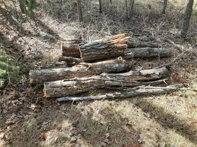 Free Firewood