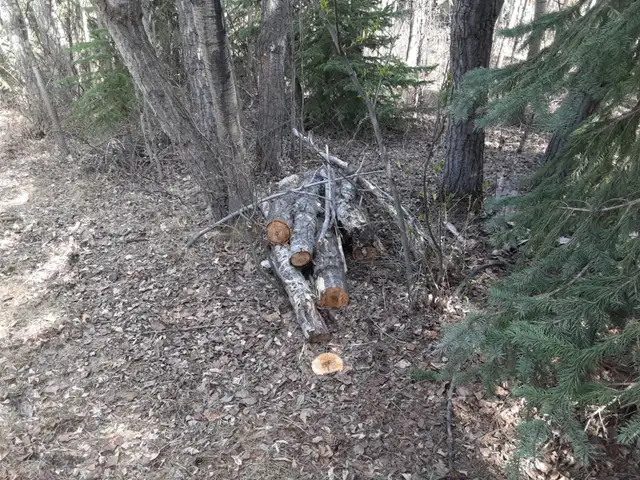 Free Firewood - Photo 2