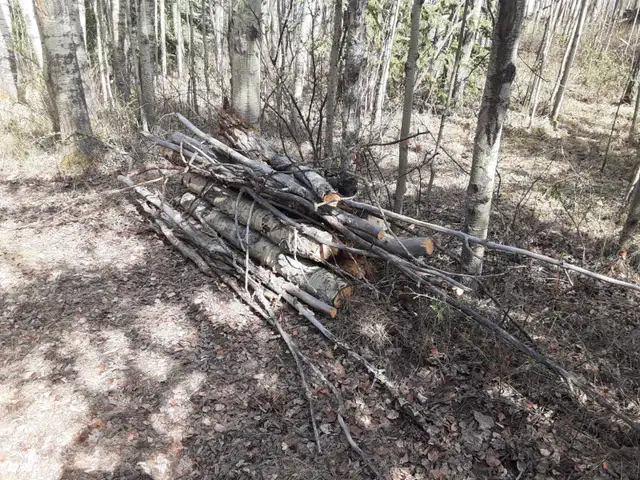 Free Firewood - Photo 3