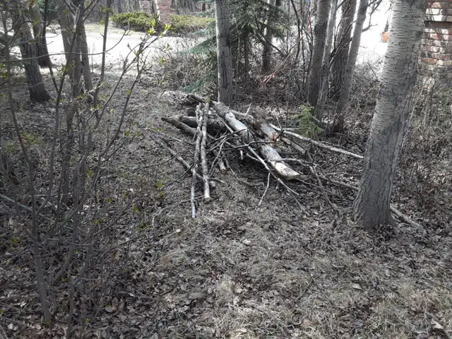 Free Firewood - Photo 4