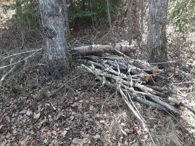 Free Firewood - Photo 5