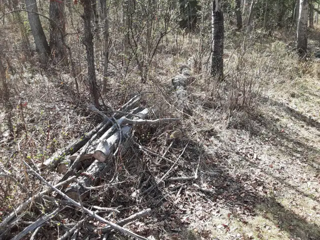 Free Firewood - Photo 6