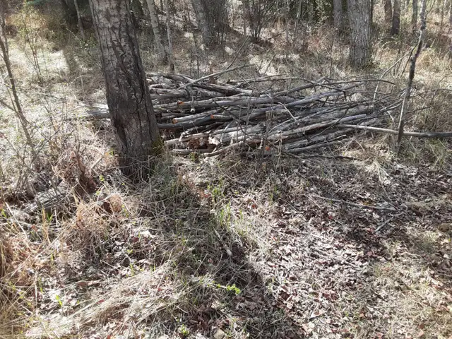 Free Firewood - Photo 7