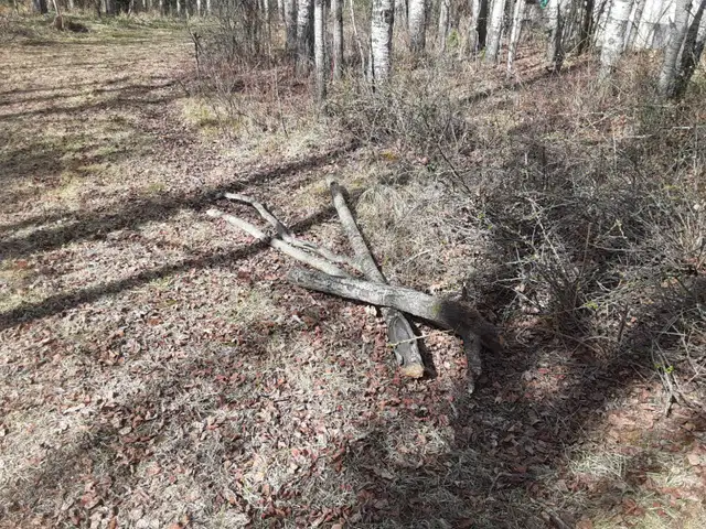 Free Firewood - Photo 8