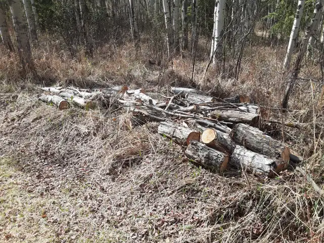 Free Firewood - Photo 10