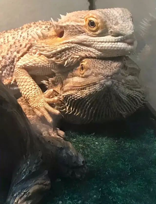 young bearded dragons