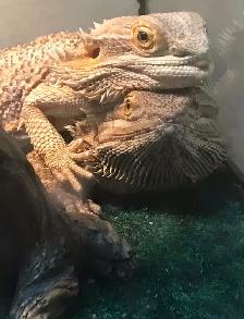 young bearded dragons
