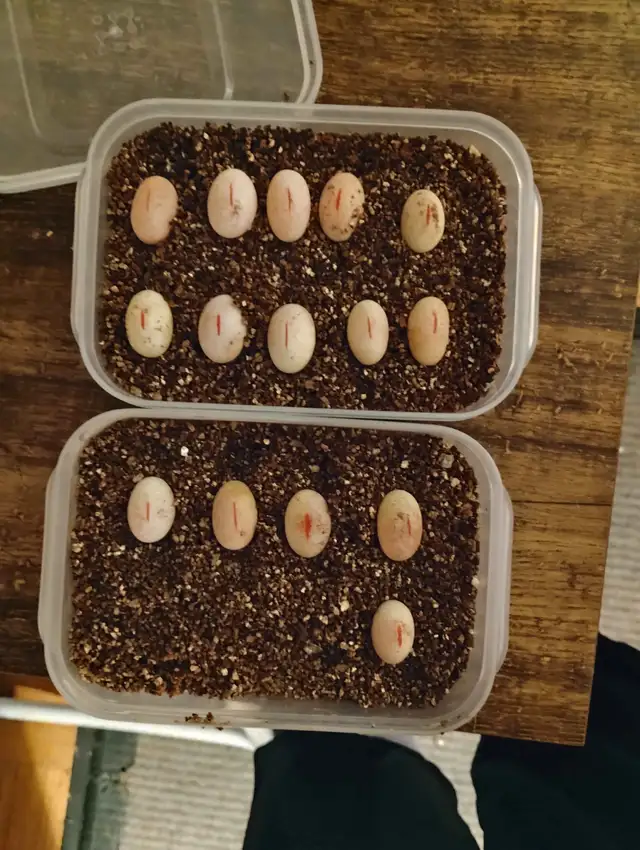 young bearded dragons - Photo 2