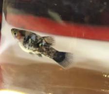 poisson guppy,platys, plantes, escargots