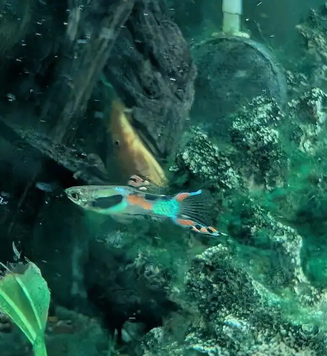 poisson guppy,platys, plantes, escargots - Photo 5