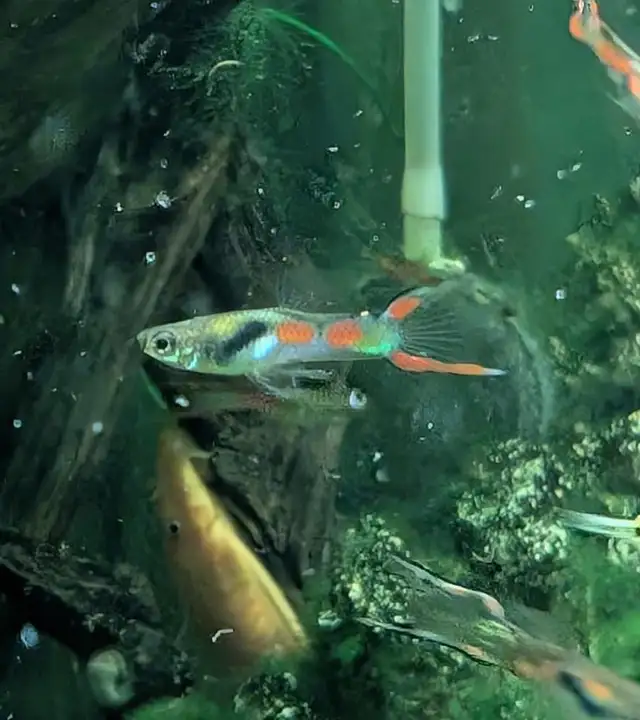 poisson guppy,platys, plantes, escargots - Photo 6