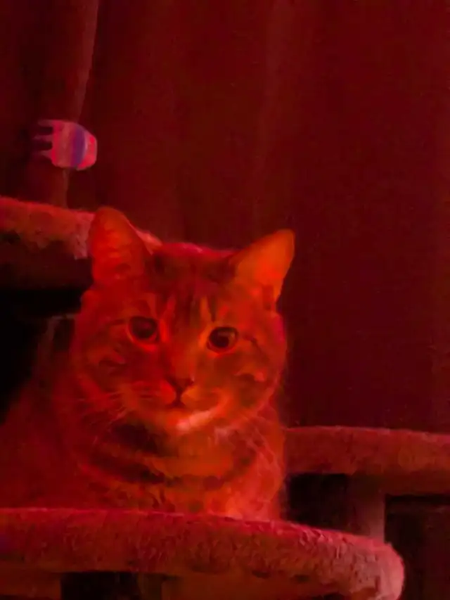 Flat Rate Labourer  No Jobs too big  Ottawa covered