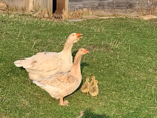 Pair of Buff Toulous