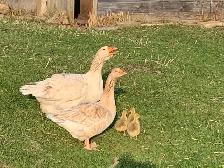 Pair of Buff Toulous