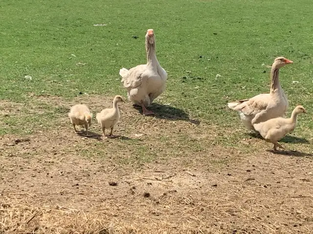 Pair of Buff Toulous - Photo 2