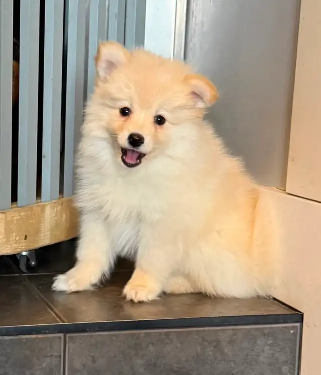 Pomskies Puppies......Free Delivery to WNPG!