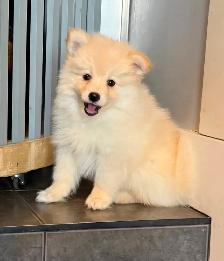 Pomskies Puppies......Free Delivery to WNPG!