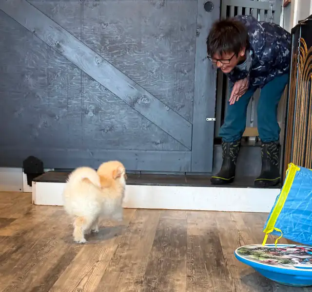 Pomskies Puppies......Free Delivery to WNPG! - Photo 2