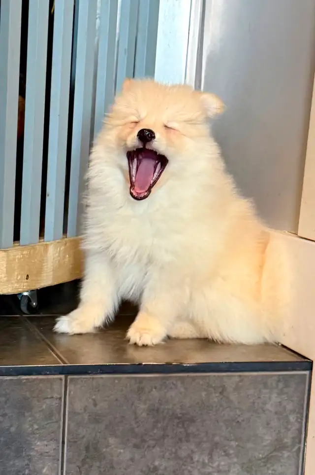 Pomskies Puppies......Free Delivery to WNPG! - Photo 3