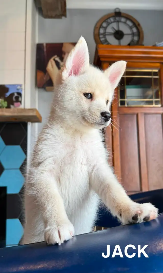 Pomskies Puppies......Free Delivery to WNPG! - Photo 4