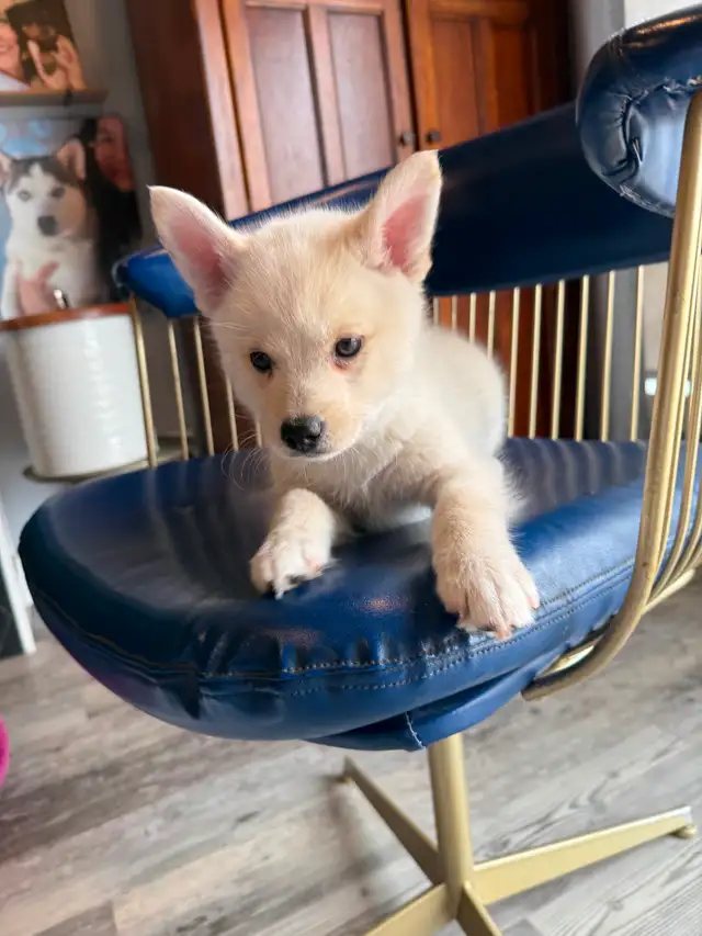 Pomskies Puppies......Free Delivery to WNPG! - Photo 5