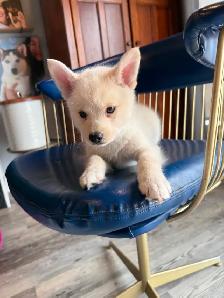 Pomskies Puppies......Free Delivery to WNPG! - Photo 5