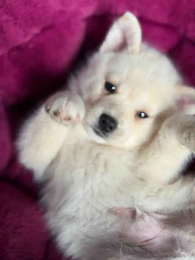 Pomskies Puppies......Free Delivery to WNPG! - Photo 6