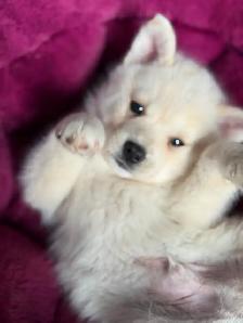 Pomskies Puppies......Free Delivery to WNPG! - Photo 6