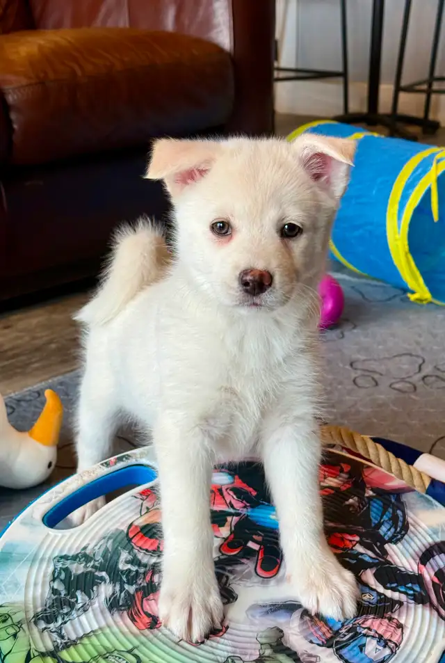 Pomskies Puppies......Free Delivery to WNPG! - Photo 7