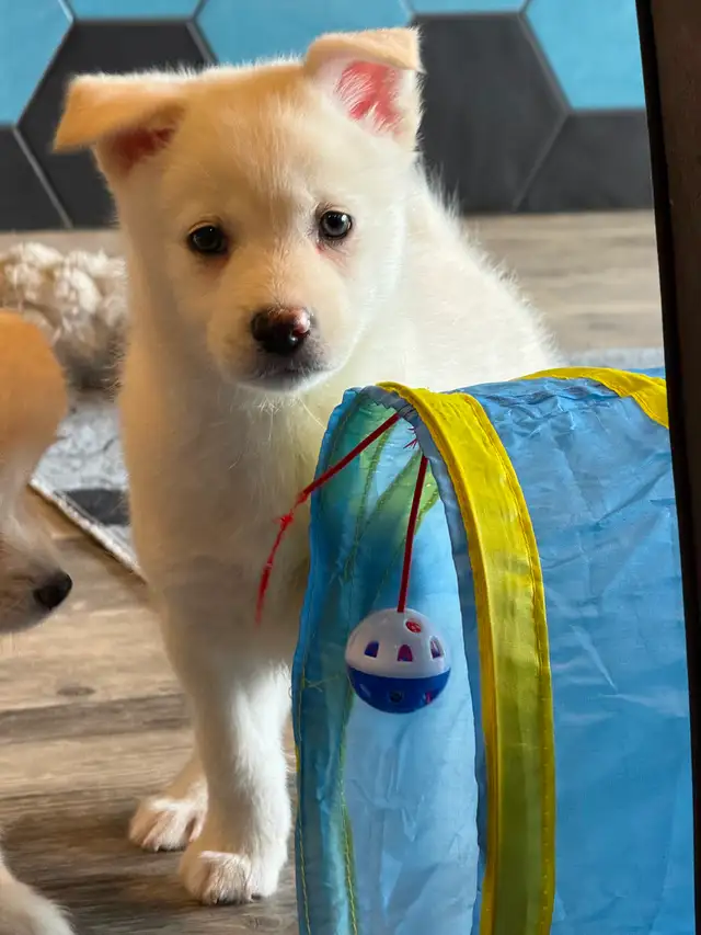 Pomskies Puppies......Free Delivery to WNPG! - Photo 8