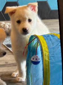 Pomskies Puppies......Free Delivery to WNPG! - Photo 8