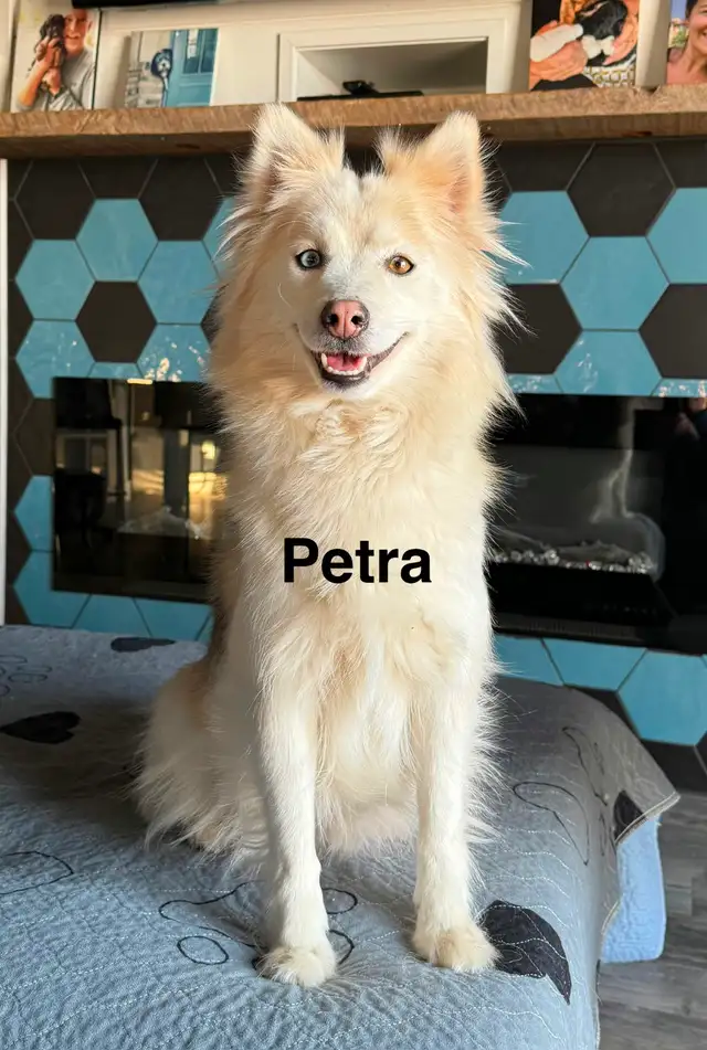 Pomskies Puppies......Free Delivery to WNPG! - Photo 9