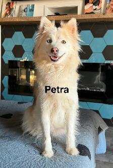 Pomskies Puppies......Free Delivery to WNPG! - Photo 9